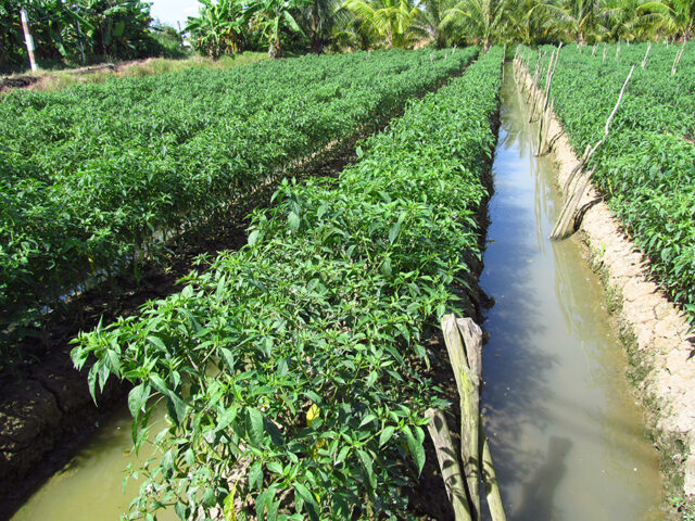 Cách Chăm Bón Cây: Hướng Dẫn Kỹ Thuật Đạt Năng Suất Vượt Trội