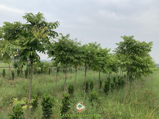 Có Nên Trồng Cây Sấu Trước Nhà Không: Giải Mã Phong Thủy Và Kỹ Thuật Trồng Cây Thân Gỗ