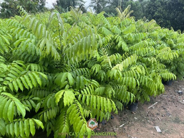 Có Nên Trồng Cây Sấu Trước Nhà Không: Giải Mã Phong Thủy Và Kỹ Thuật Trồng Cây Thân Gỗ