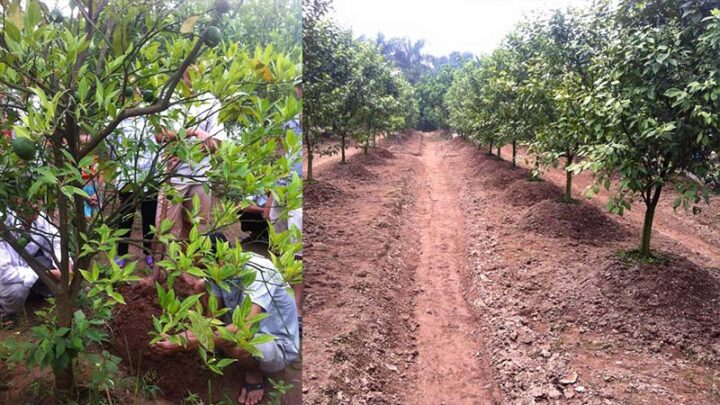 Kỹ Thuật cách chăm sóc cây cam đường canh Toàn Diện Cho Năng Suất Cao