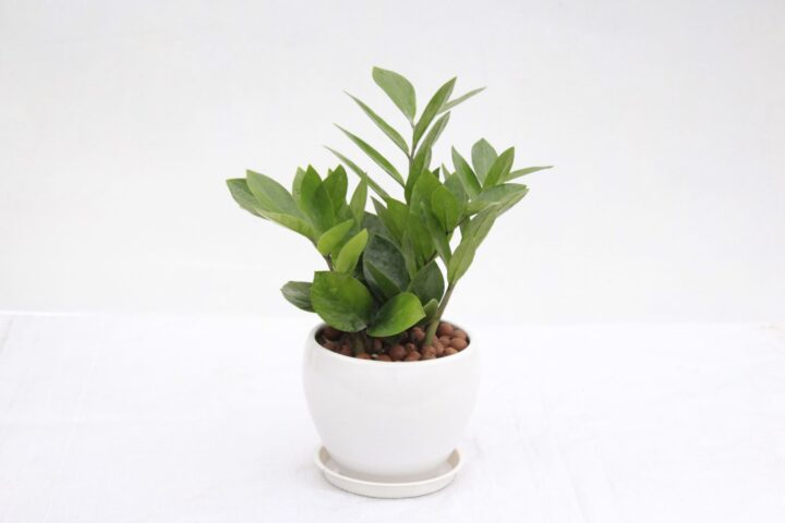 Cây Kim Tiền Cách Chăm Sóc Đúng Chuẩn Chuyên Gia Tại Nhà A-Z