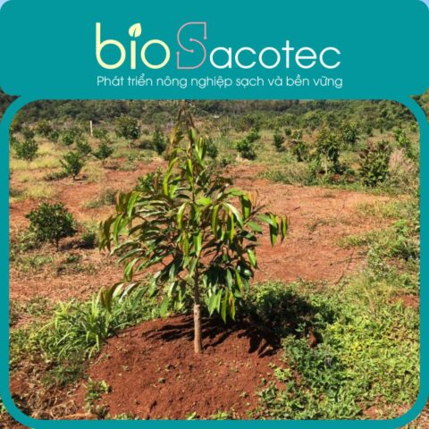 Kỹ Thuật Chuyên Sâu Về Cách Chăm Sóc Cây Sầu Riêng Nhỏ Giai Đoạn Kiến Thiết