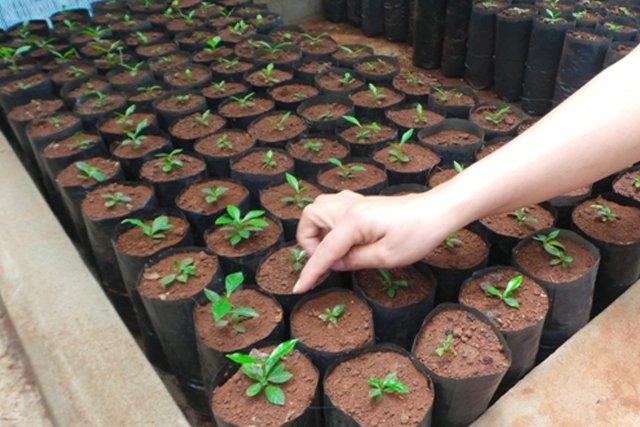 Cách Trồng Cây Bầu Đất Chuẩn Kỹ Thuật Cho Cây Phát Triển Mạnh