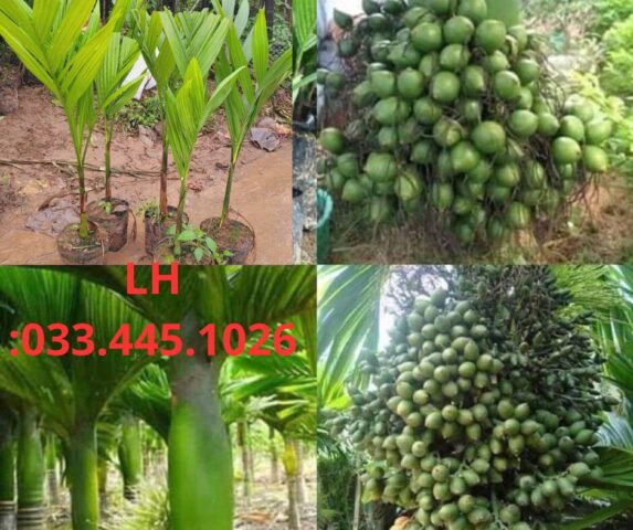 Cách Trồng Cây Chuối Cho Người Mới Tập Đạt Năng Suất Cao