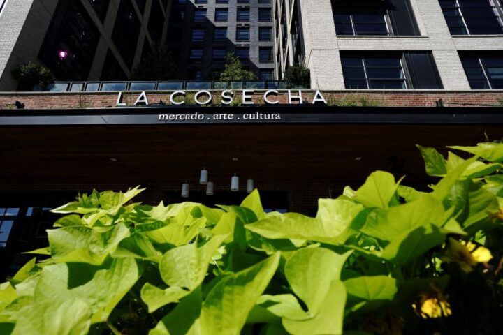 Hướng Dẫn Chi Tiết cách trồng củ hoa lan nam phi Thành Công