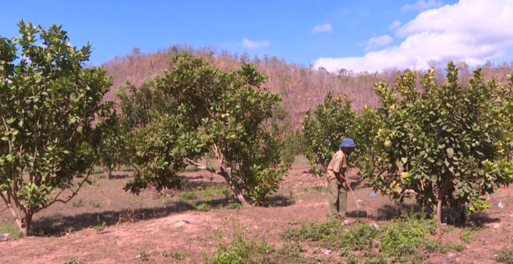 Đất Đồi Nên Trồng Cây Gì: Hướng Dẫn Chi Tiết Lựa Chọn Cây Trồng Bền Vững Và Hiệu Quả Kinh Tế