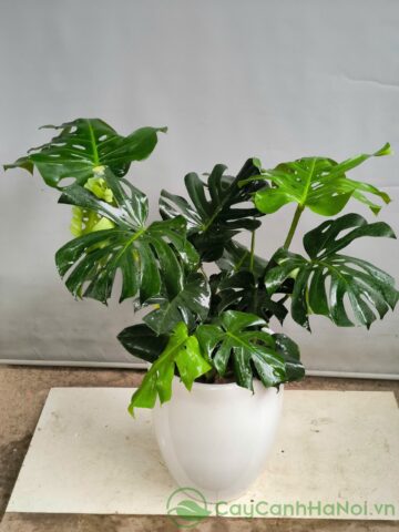 Cách Trồng Hoa Thanh Xà Bạch Xà Chi Tiết: Hướng Dẫn Kỹ Thuật Chăm Sóc Đúng Chuẩn