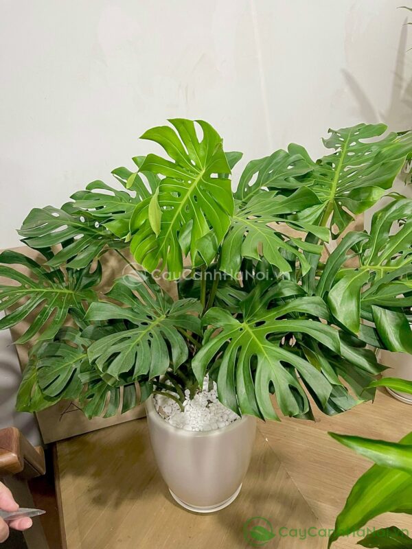 Cách Trồng Cây Không Cần Tưới Nước: Hệ Sinh Thái Tự Đủ Và Kỹ Thuật Bảo Tồn Độ Ẩm