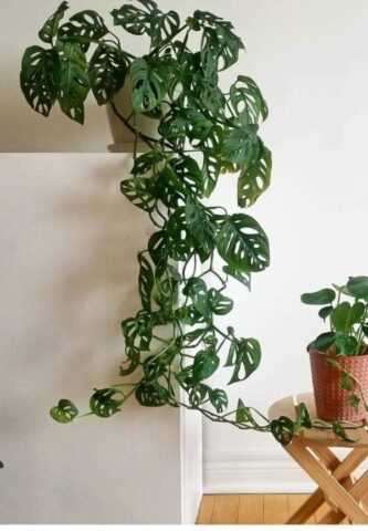 Cách Chăm Sóc Cây Trầu Bà Lá Xẻ Đúng Kỹ Thuật Cho Lá To Khỏe