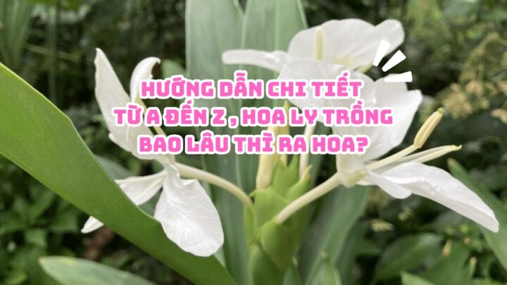 Cách Trồng Cây Giống Chuẩn Chuyên Gia: Hướng Dẫn Chi Tiết Từ A Đến Z