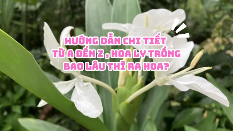 Cách Trồng Hoa Mai Bằng Hạt: Hướng Dẫn Kỹ Thuật Chi Tiết Từ A Đến Z