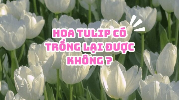 Cách Trồng Cây Hoa Hiên Toàn Diện Và Chăm Sóc Đúng Kỹ Thuật