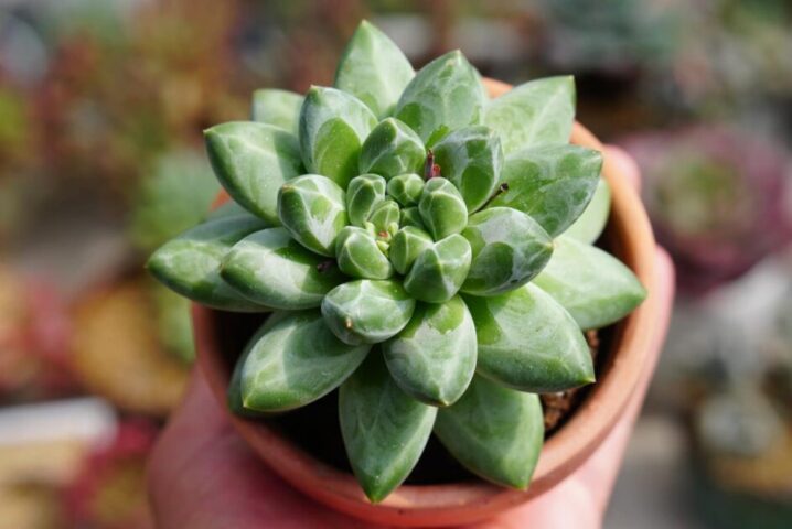 Cách Trồng Cây Sen Đá Kim Cương (Haworthia) Chi Tiết Nhất Cho Người Mới