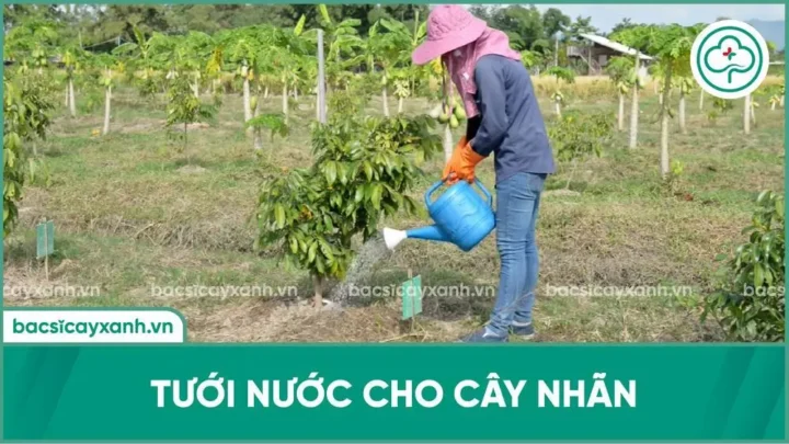 Cách Chăm Sóc Cây Nhãn Đạt Năng Suất Cao Nhất