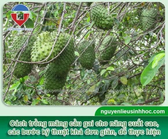 Cách Trồng Cây Đậu Xanh Đạt Năng Suất Cao Với Kỹ Thuật Chuyên Sâu