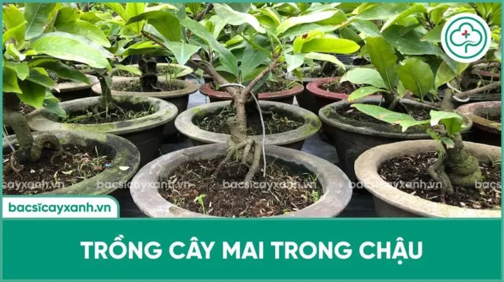 Cách Trồng Cây Mai Con Mau Lớn Với Kỹ Thuật Chuẩn Chuyên Gia
