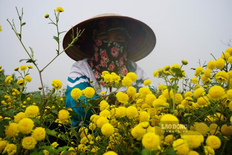 Kỹ Thuật Trọn Bộ: Cách Trồng Hoa Cúc Làm Trà Từ Gieo Hạt Đến Thu Hoạch Chuẩn Nhất