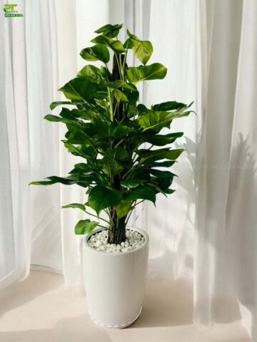Trong Nhà Nên Trồng Những Cây Gì: Hướng Dẫn Toàn Diện Về Lựa Chọn Cây Cảnh