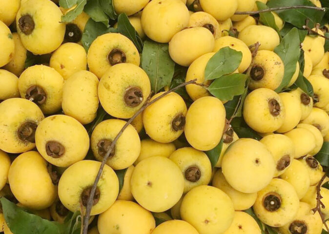 Cách Trồng Cây Thị Từ Hạt Đạt Tỷ Lệ Nảy Mầm Cao Nhất