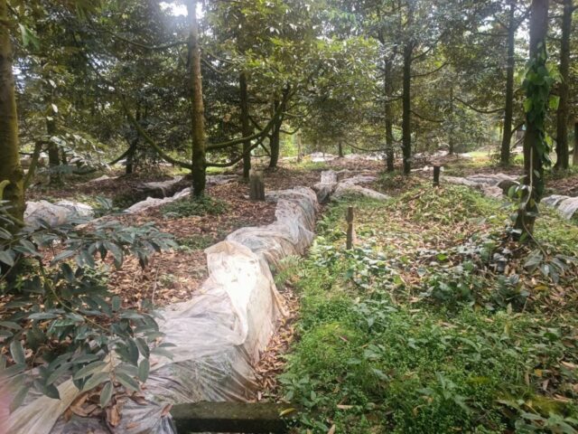 Vườn Sầu Riêng Nên Trồng Xen Cây Gì: Phân Tích Chuyên Sâu Mô Hình Bền Vững