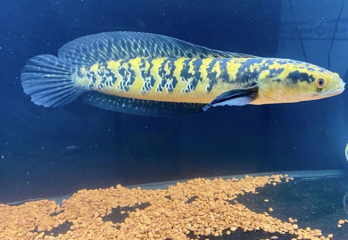 Cách Trồng Cây Thủy Sinh Trong Hồ Cá Đẹp, Chuẩn Chuyên Gia