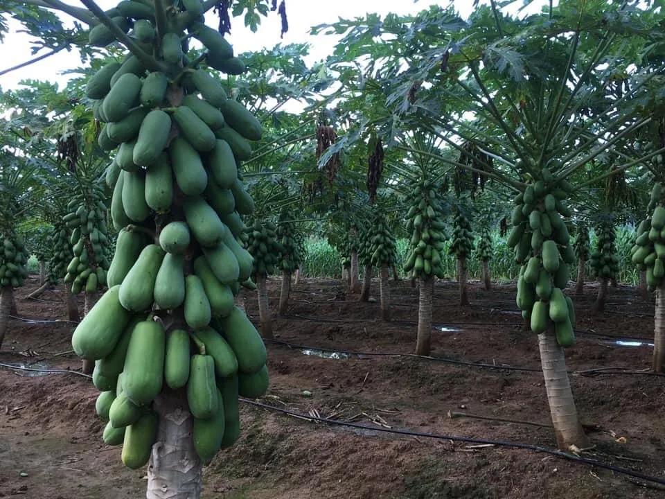 A bunch of bananas swing from a tree Description automatically generated with medium confidence