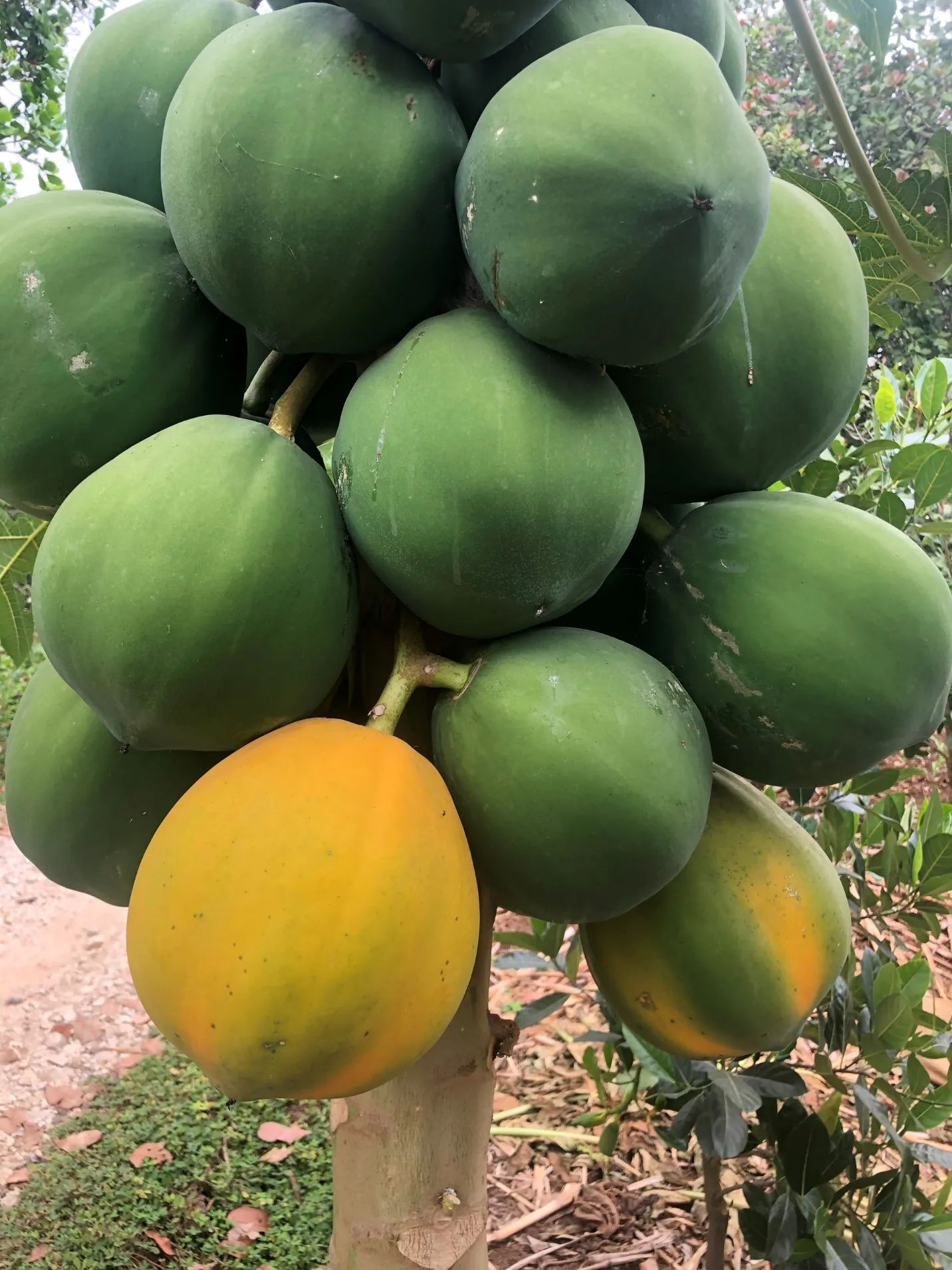 A group of watermelons Description automatically generated with medium confidence