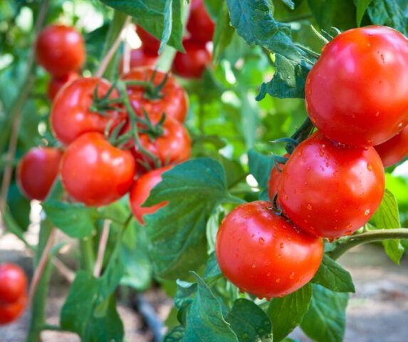 Cách Trồng Và Chăm Sóc Cây Cà Chua Đạt Năng Suất Vượt Trội