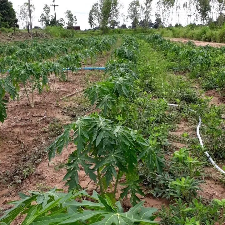 A picture containing grass, outdoor, dirt, plant Description automatically generated