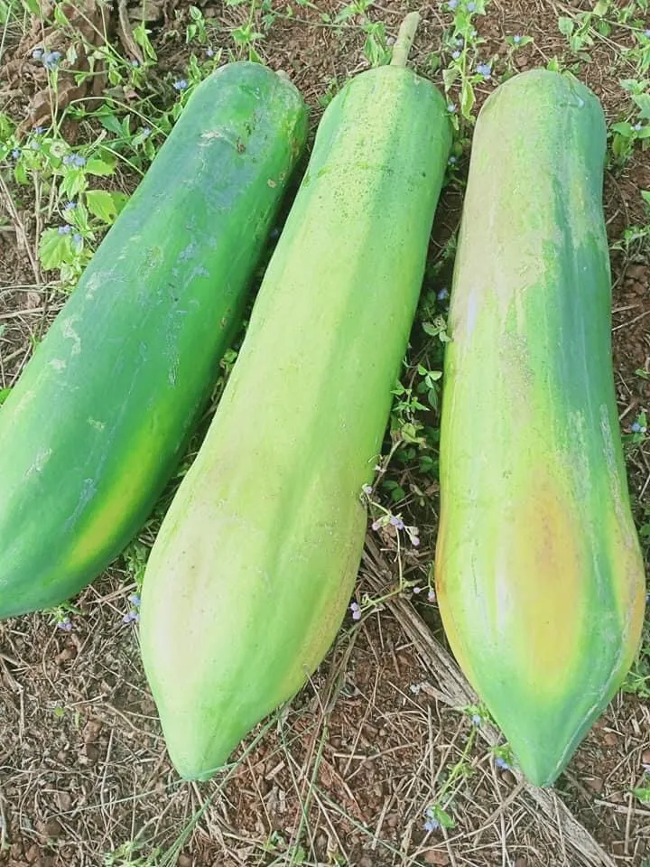 A picture containing grass, outdoor, green, fruit Description automatically generated