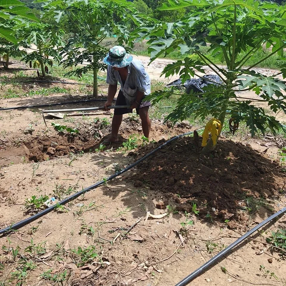 A picture containing ground, outdoor, tree, dirt Description automatically generated