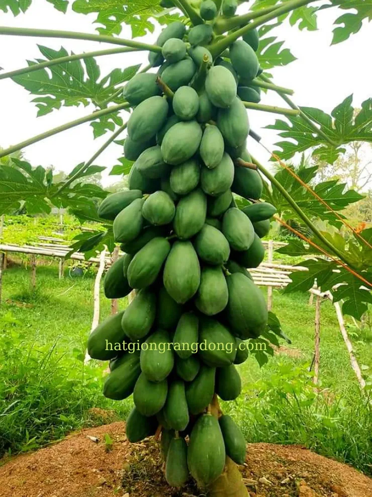 A picture containing outdoor, grass, green, papaw Description automatically generated