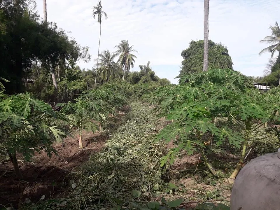 A picture containing outdoor, tree, sky, grass Description automatically generated