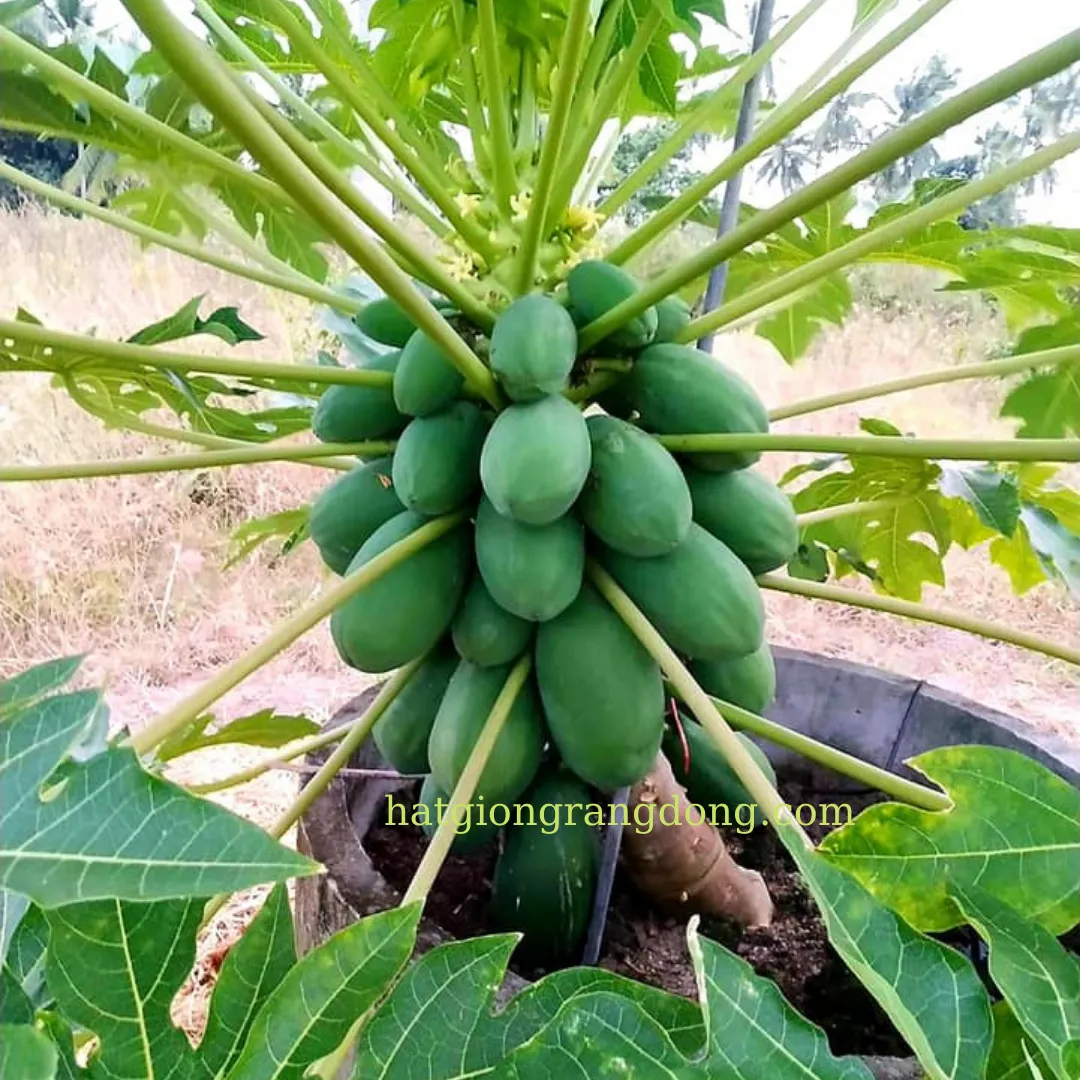 A picture containing plant, outdoor, green, leaf Description automatically generated