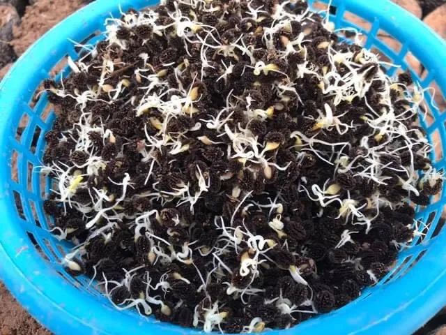 A picture containing plate, blue, plant, chocolate Description automatically generated