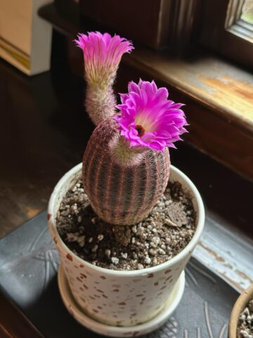 Cách Chăm Cây Xương Rồng Toàn Diện Từ A Đến Z Cho Người Mới