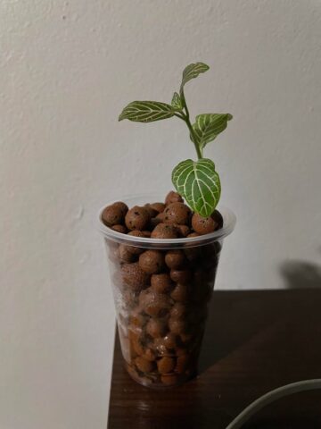 Cách Trồng Cây Fittonia: Hướng Dẫn Chi Tiết Và Chuyên Sâu Cho Người Yêu Cây