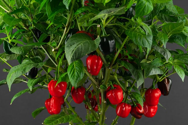 Cách Trồng Cây Ớt Tại Nhà Đạt Năng Suất Cao Nhất