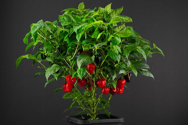 Cách Trồng Cây Ớt Tại Nhà Đạt Năng Suất Cao Nhất