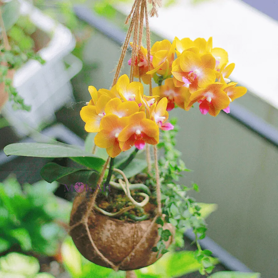 Alt text: Hình ảnh minh họa việc chăm sóc hoa lan trong nhà, có lẽ là quá trình thay chậu hoặc kiểm tra rễ.