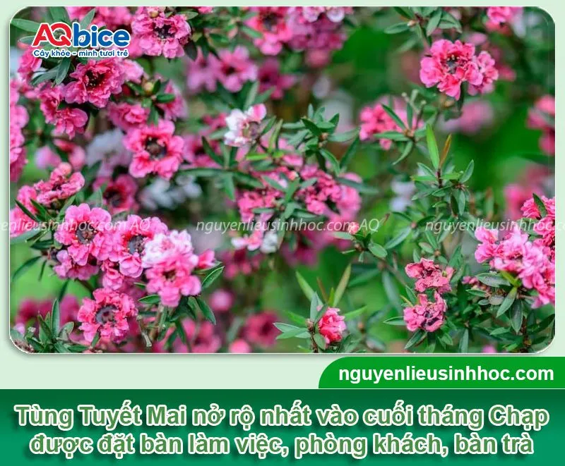 Alt text mô tả bằng tiếng Việt dưới 125 ký tự