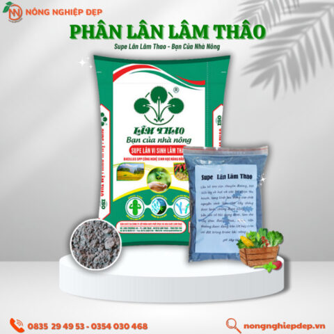 Cách Trồng Cây Xoài Đài Loan Đạt Năng Suất Cao Nhất