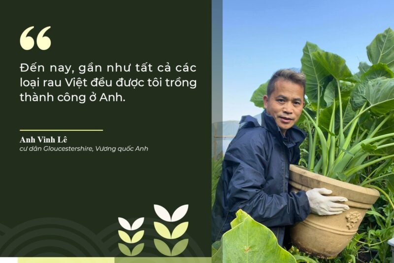 Cách Trồng Cây Anh Đào Chuyên Nghiệp: Từ Hạt Giống Đến Hoa Nở Tuyệt Đẹp
