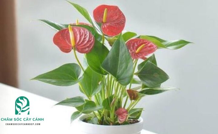 Cách Trồng Và Chăm Sóc Hoa Cúc Vàng: Bí Quyết Nở Hoa Rực Rỡ Đón Xuân