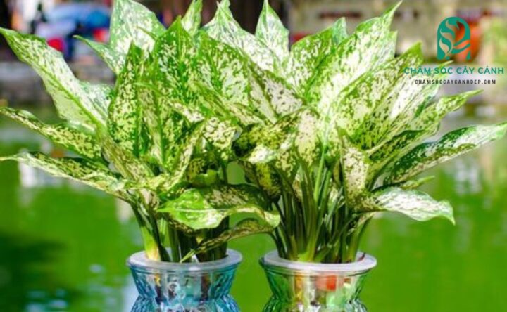 Cách Chăm Sóc Cây Cọ Cảnh Phát Triển Xanh Tốt Và Đón Tài Lộc