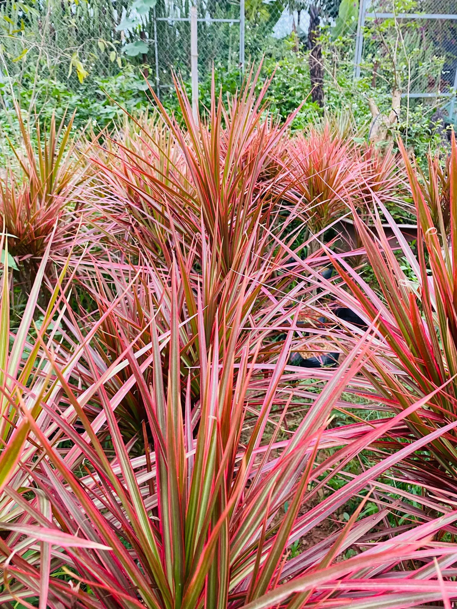 Ánh Dương mang đến cho chúng ta rất nhiều công dụng, từ trang trí đến thanh lọc không khí