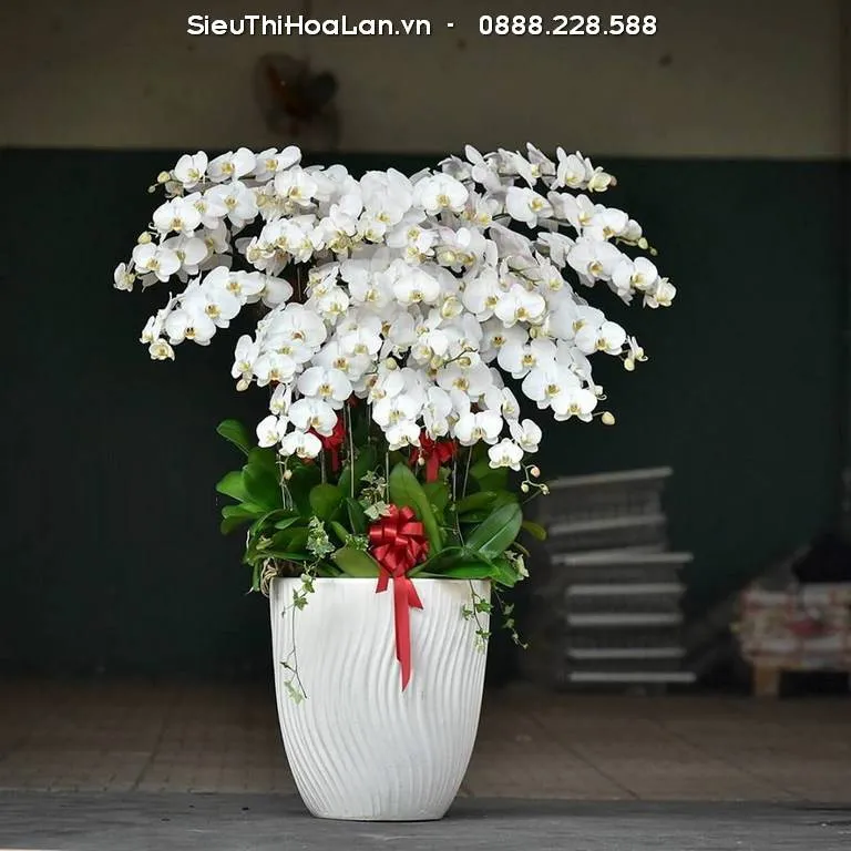 Ảnh hưởng của nhiệt độ đến cách chăm hoa lan hồ điệp tươi lâu