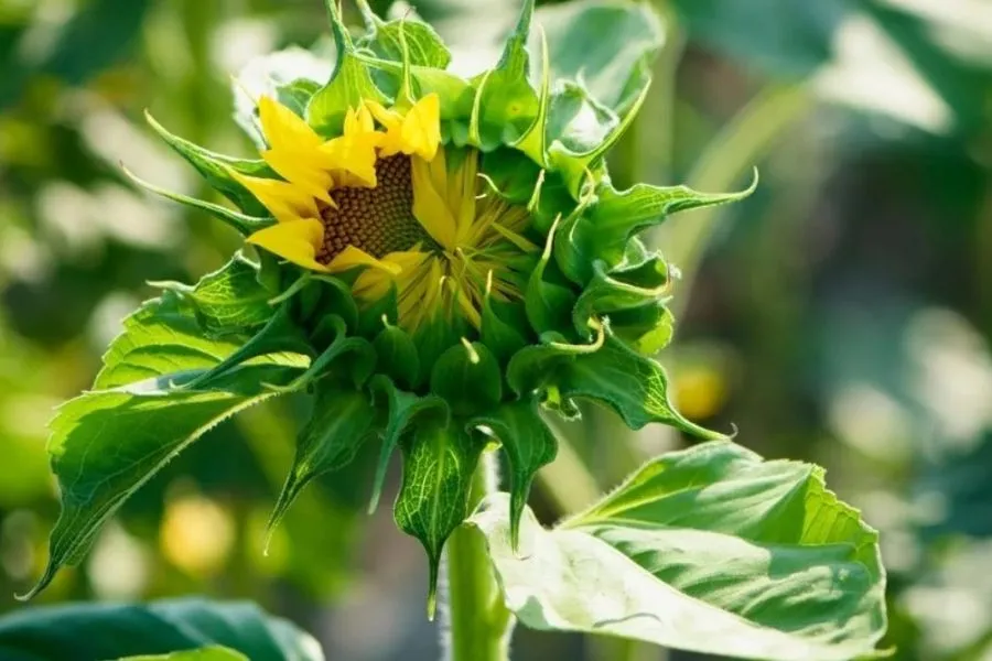 Ánh nắng và nước đầy đủ giúp cây hướng dương sinh trưởng tốt