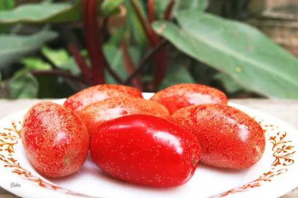 Ảnh quả nhót ngọt chín mọng trên cành