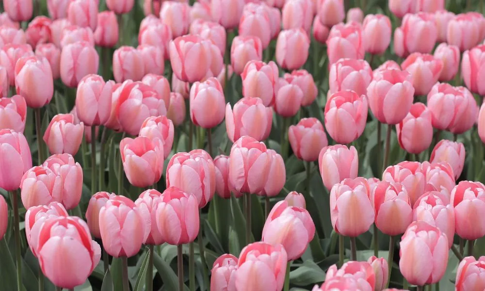 Ánh sáng cần thiết cho cách trồng hoa tulip